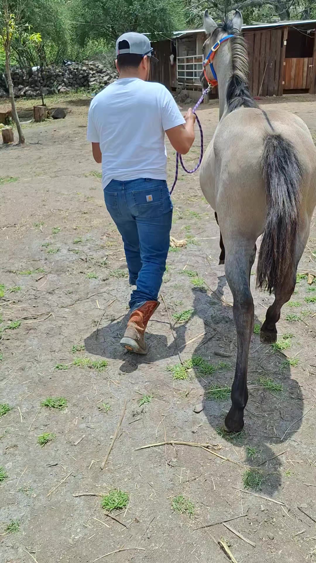 @EvHorses Zacatecas