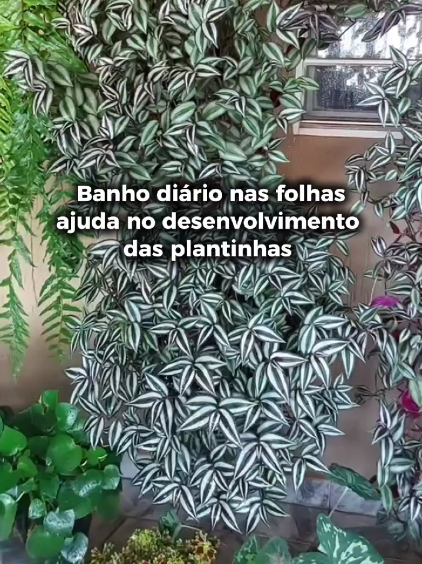 @quintalverde