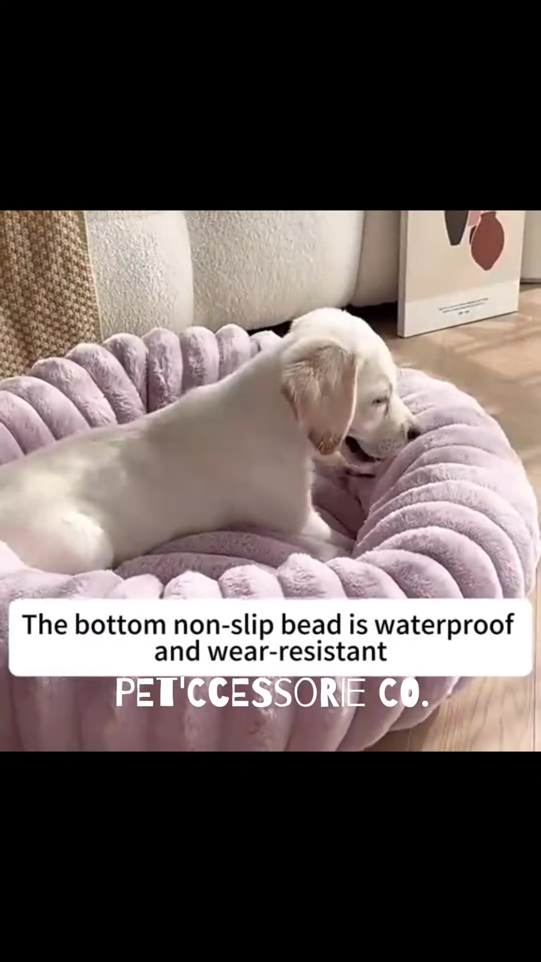@Pet'ccessorie
