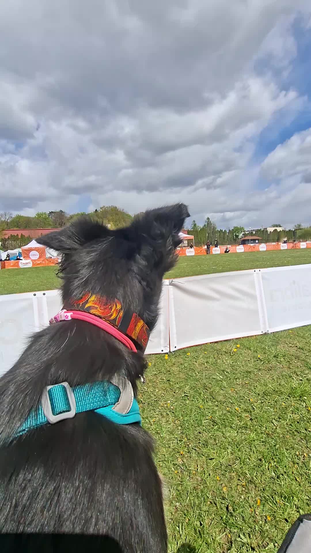@frisbee dogs 🥏