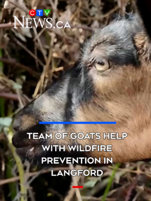 @CTV News Vancouver Island