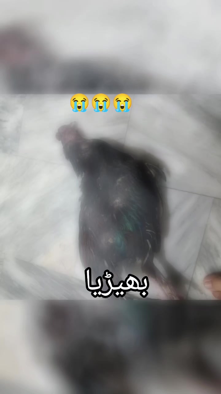 @Sahil Ali