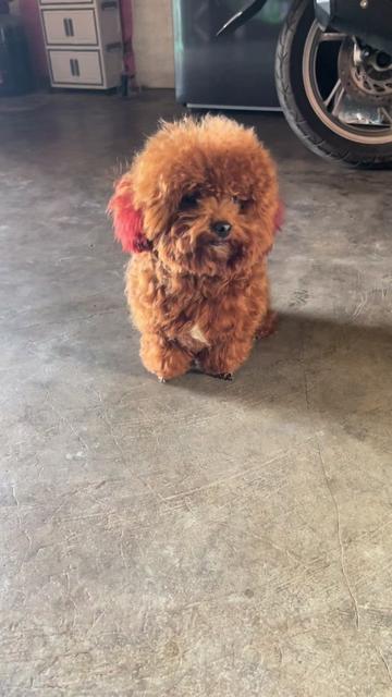 @Nị Đẹp Chó 🐶