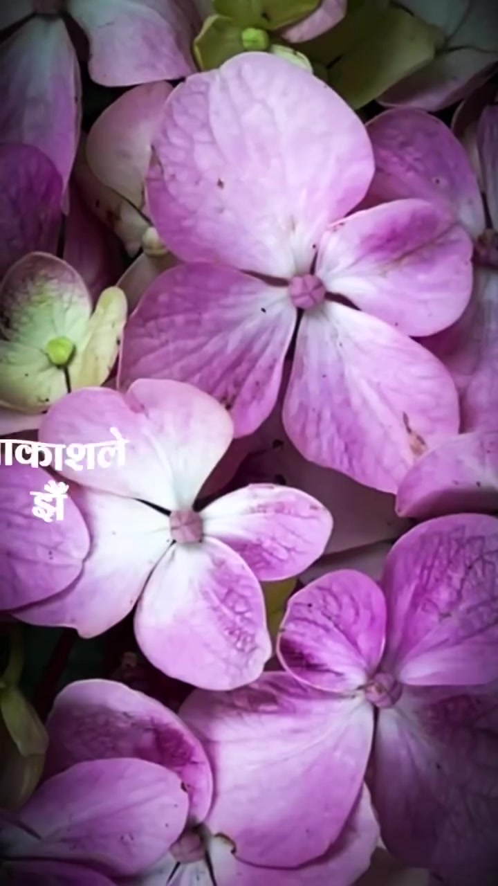 @Amit Malla