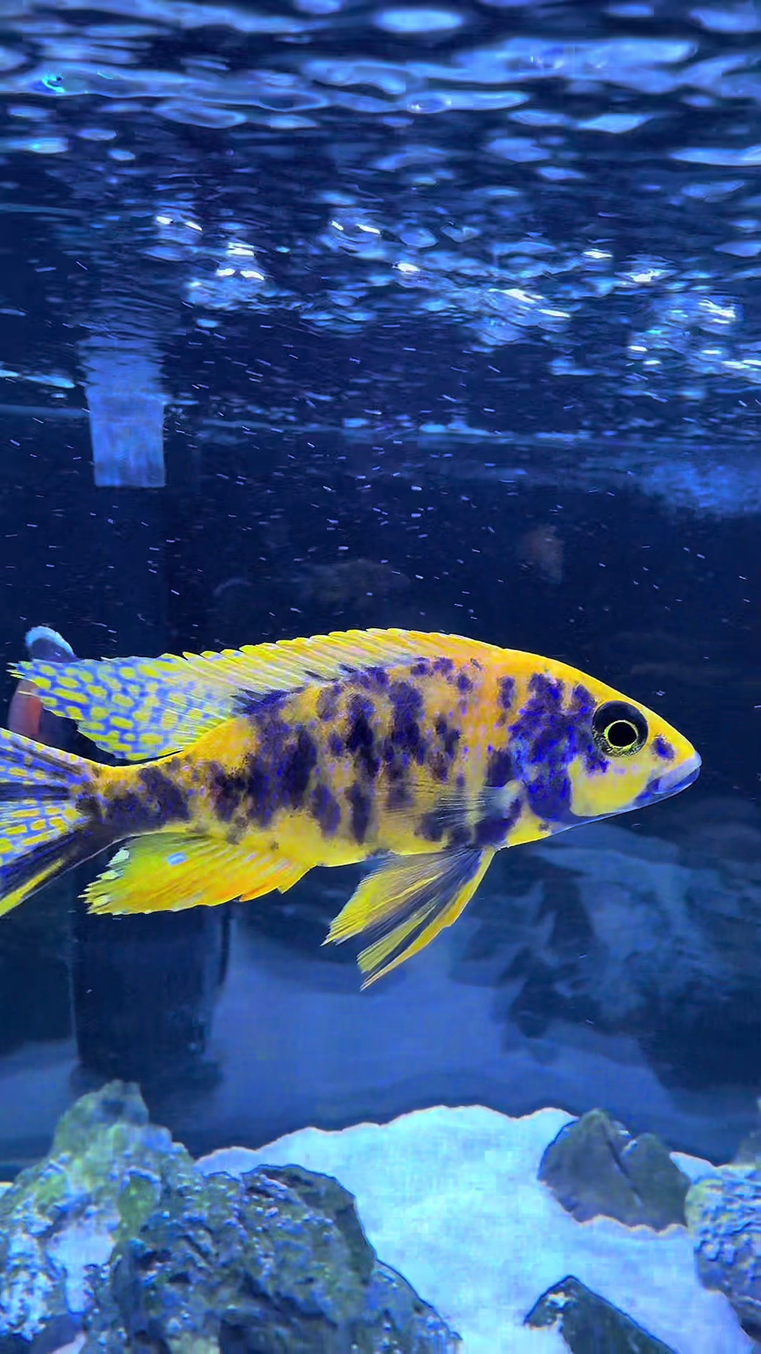 @Cichlid Adventures