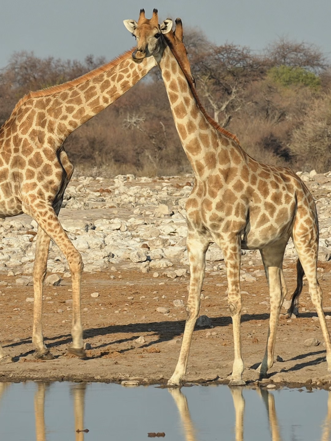 @Madbookings Travel Namibia