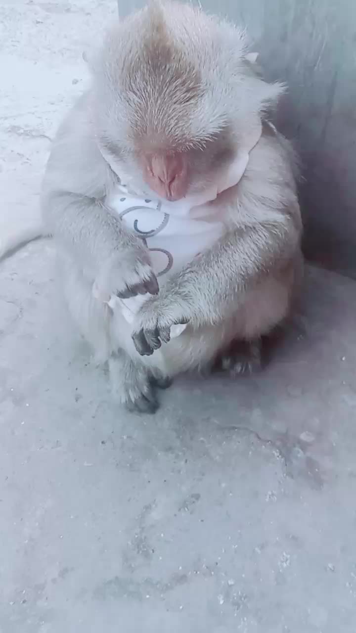 @SAHABAT SI MOMO