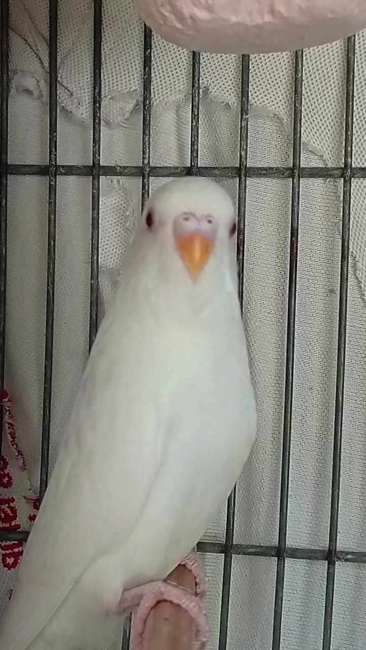 @AviarioRey45🇲🇽