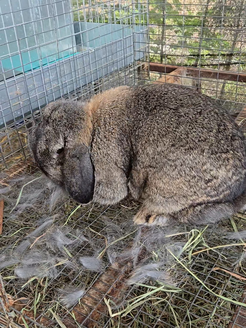 @Hidden Home Rabbitry