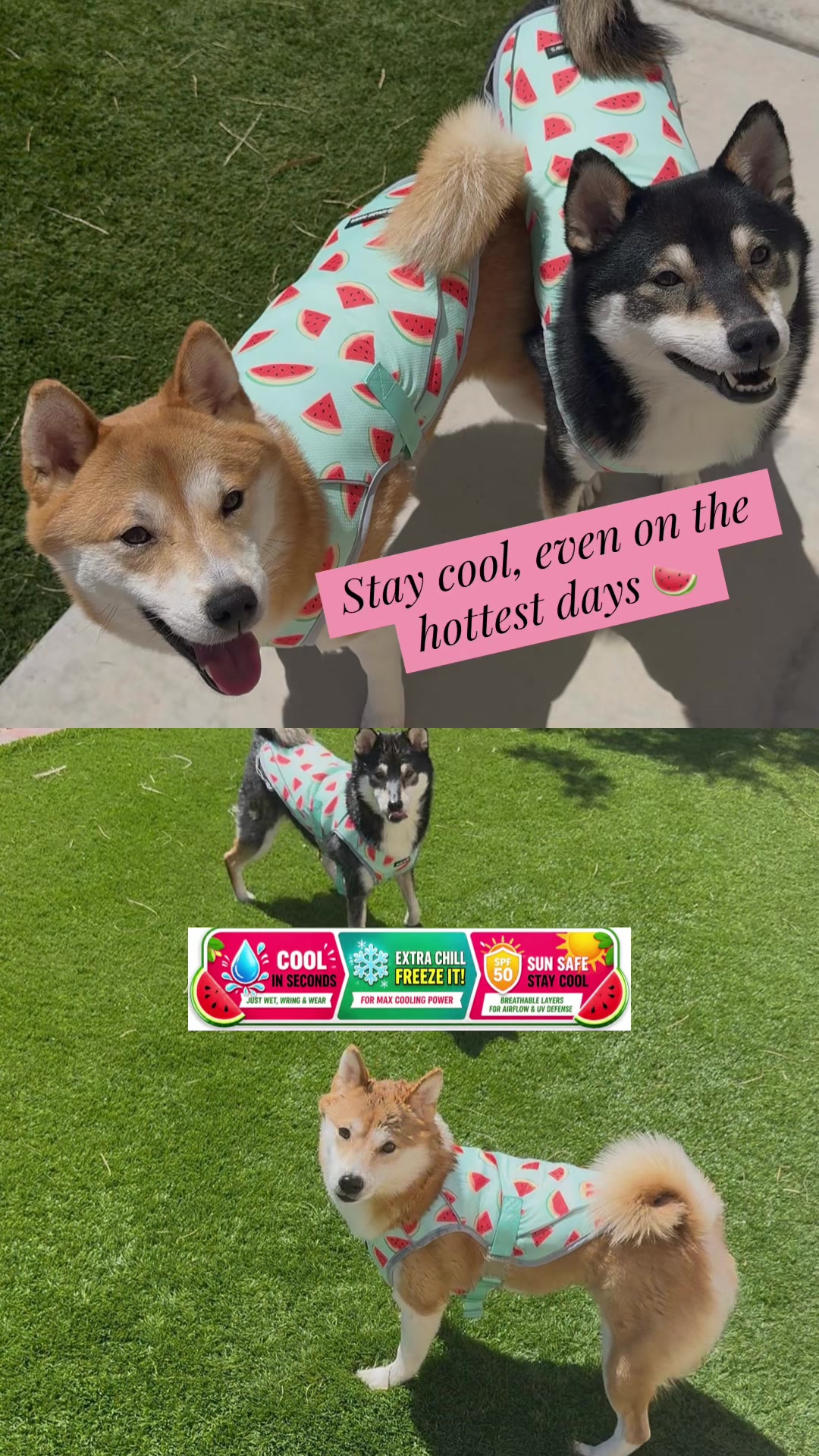 @Flock of Shibas 🐕🐕🐕