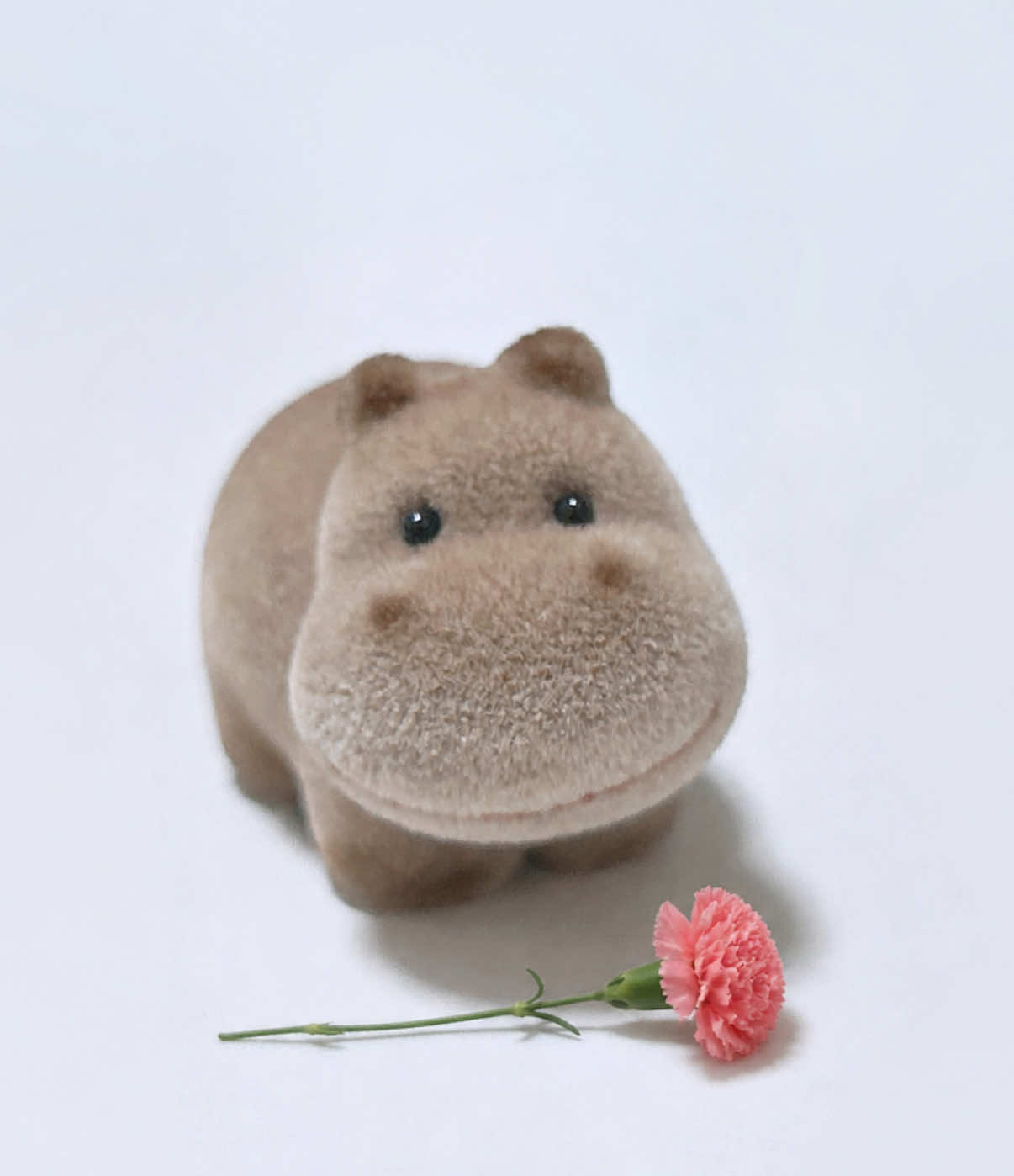 @Baby Hippo