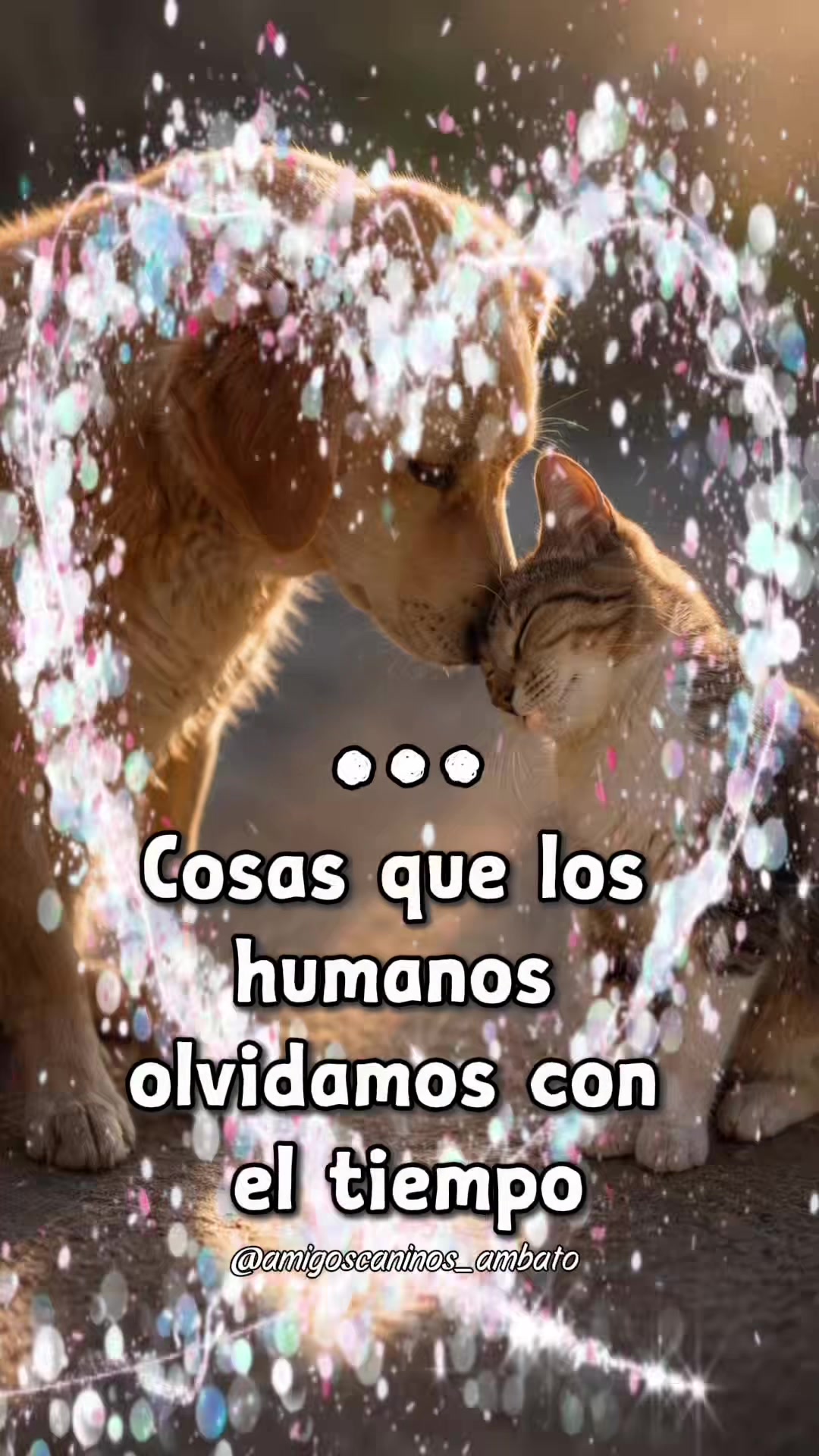 @Amigoscaninos_Ambato
