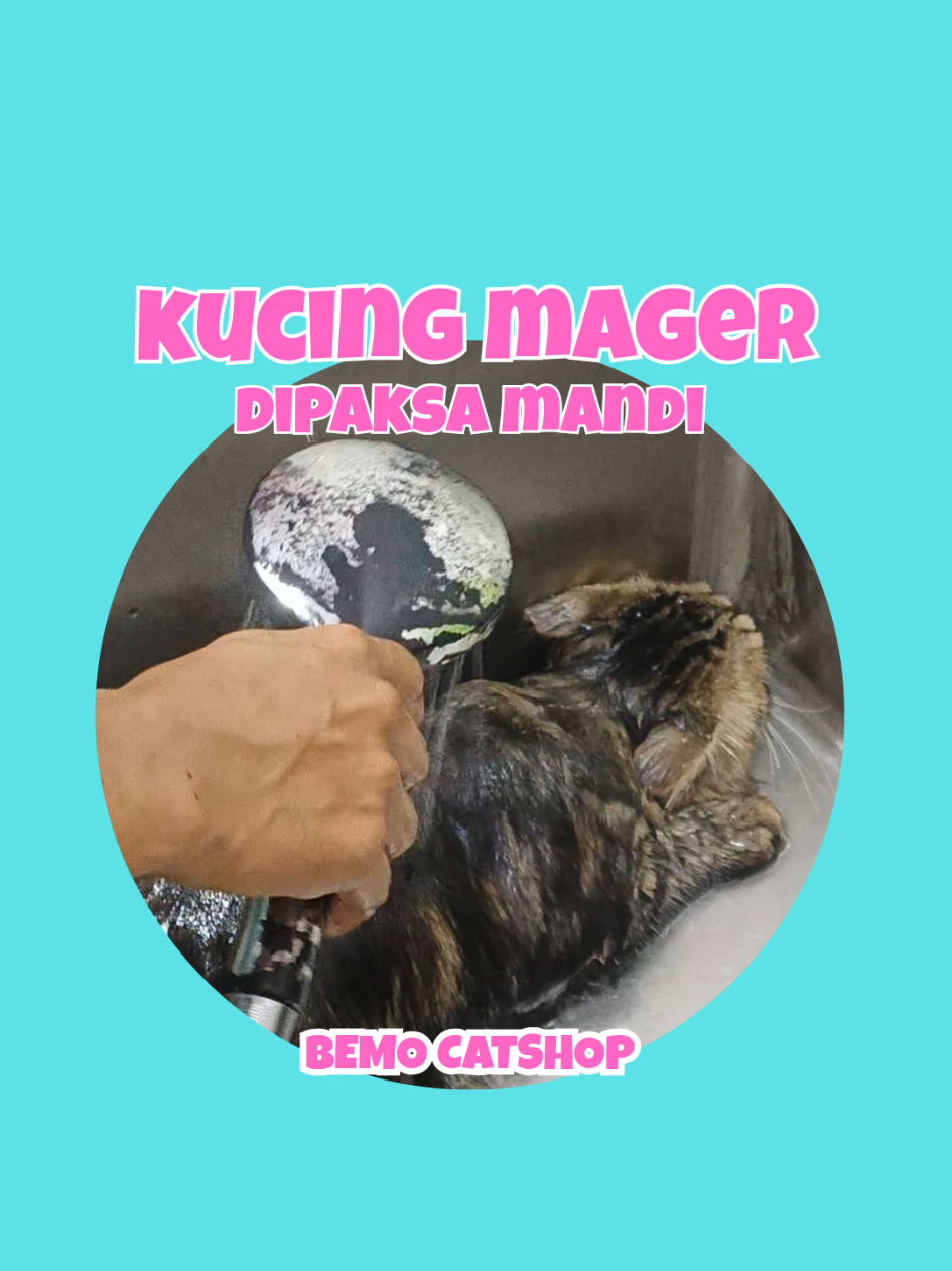 @Bemo Catshop