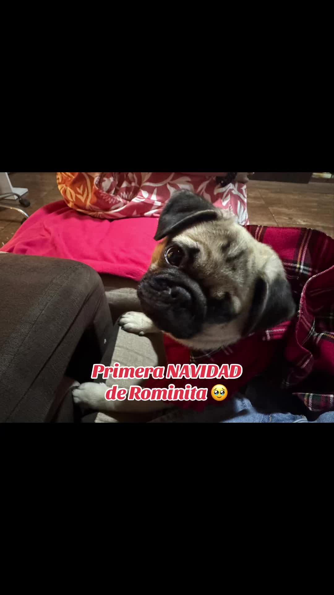 @Babypug