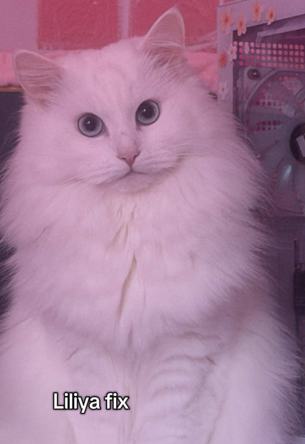 @๐ถ๐๐๐ถ๐ชฝ