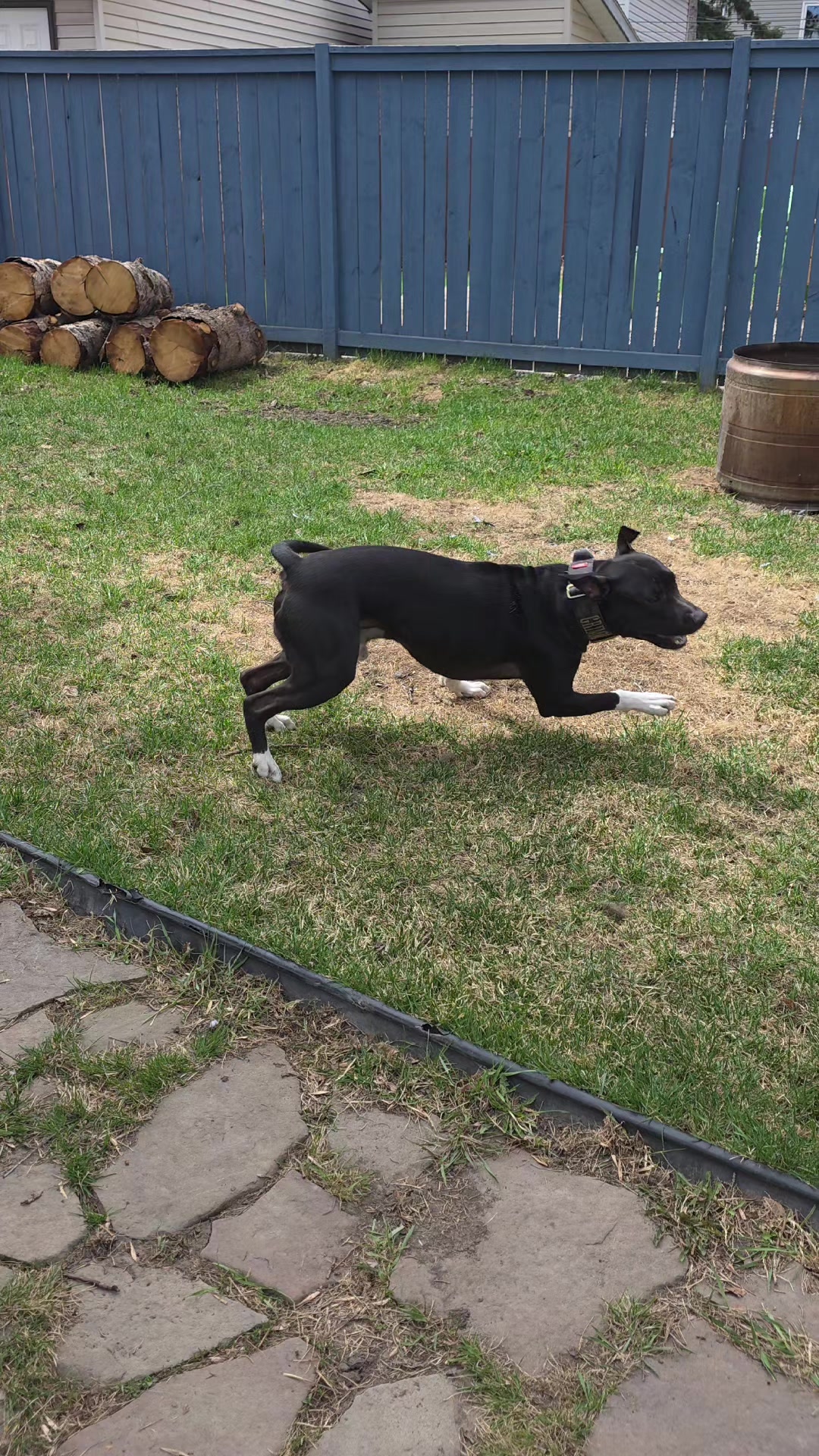 @Steph-RaisingHell.Hounds🇨🇦