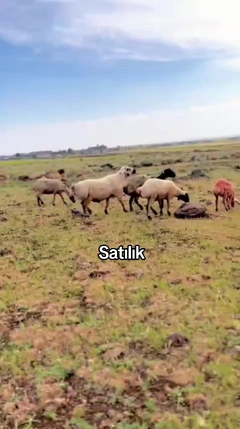 @welat_82