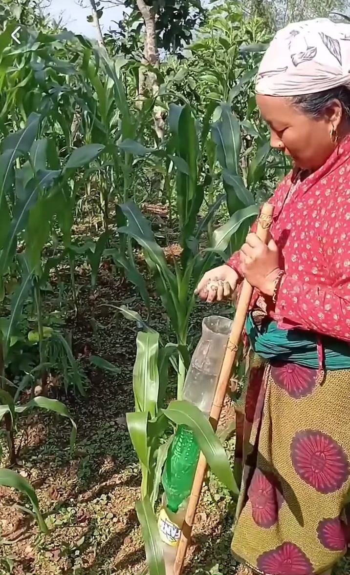 @kakani strawberry 🇳🇵🇳🇵