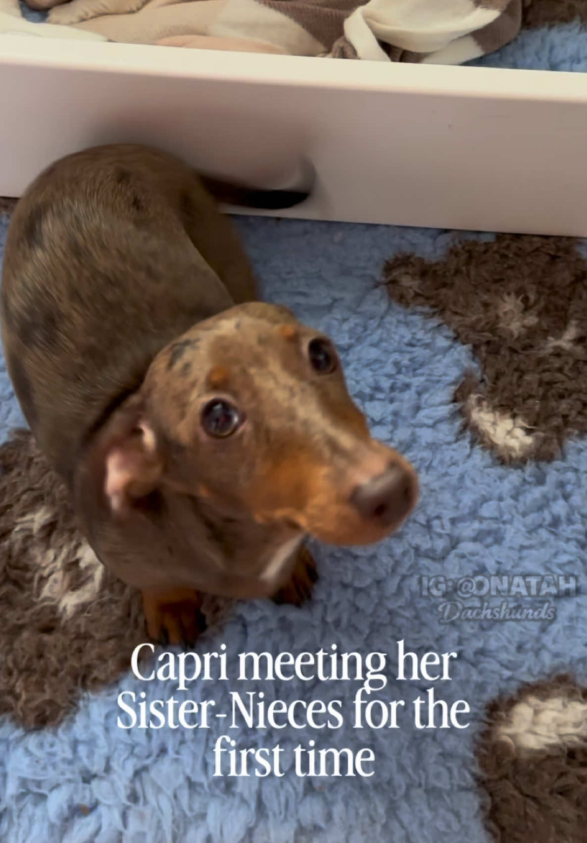 @ONATAH Dachshunds