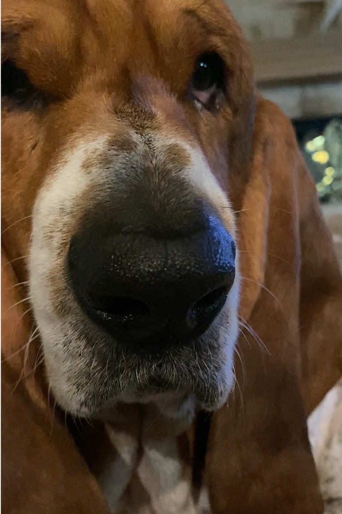 @baudelairethebasset