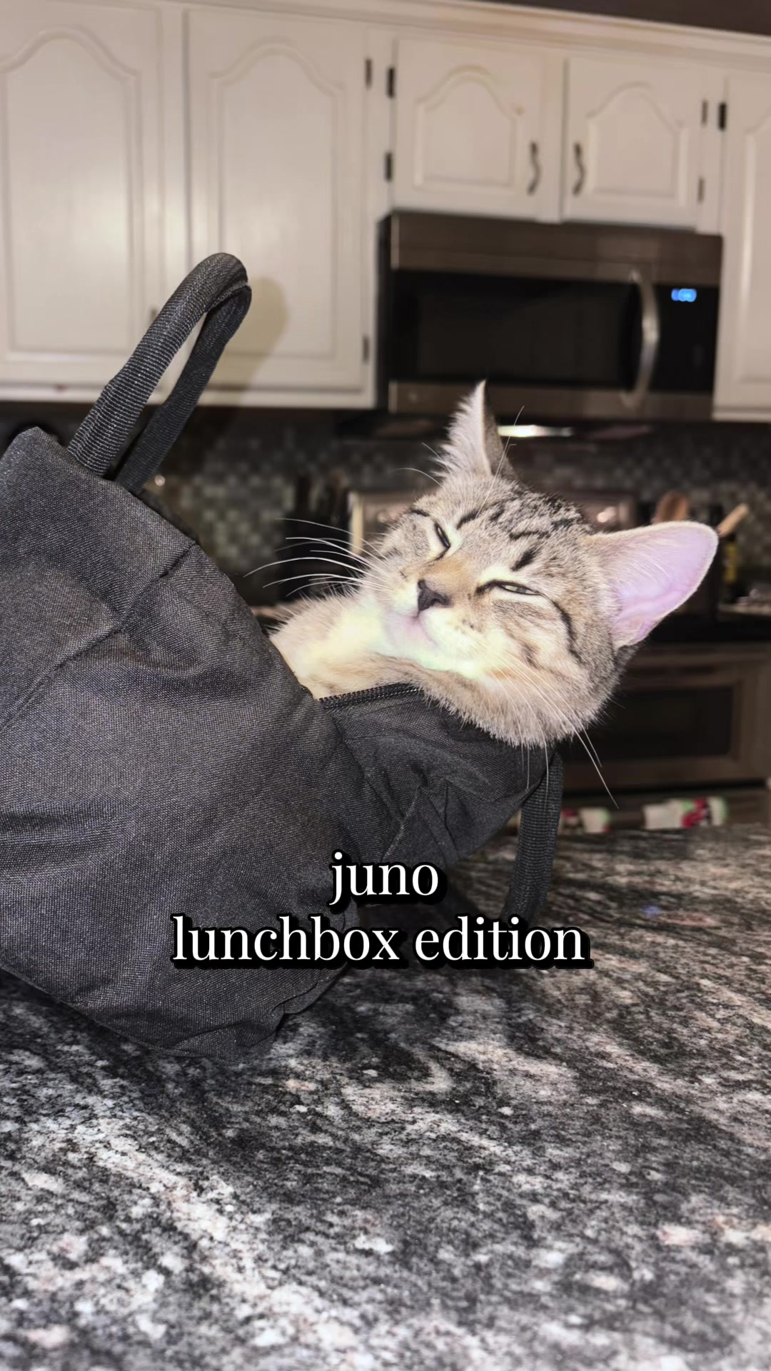 @Juno 💫🐈
