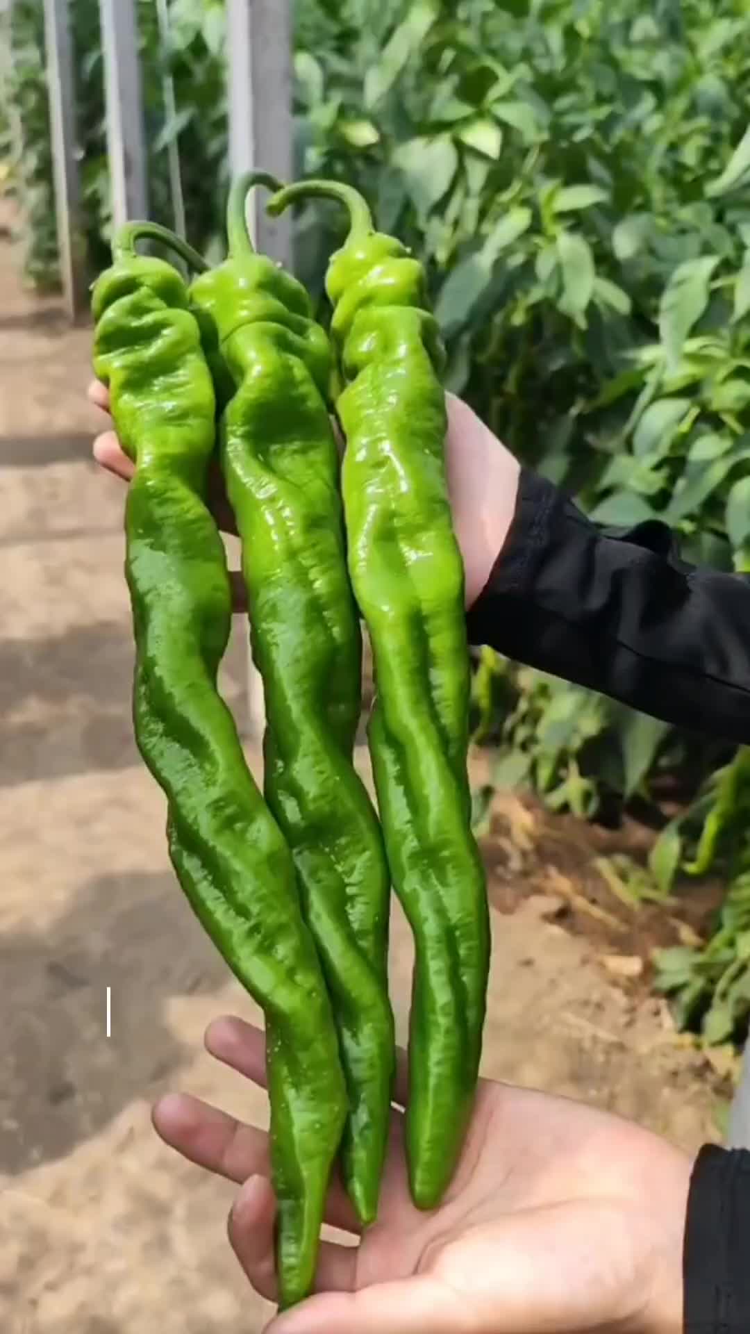 @hanifarm