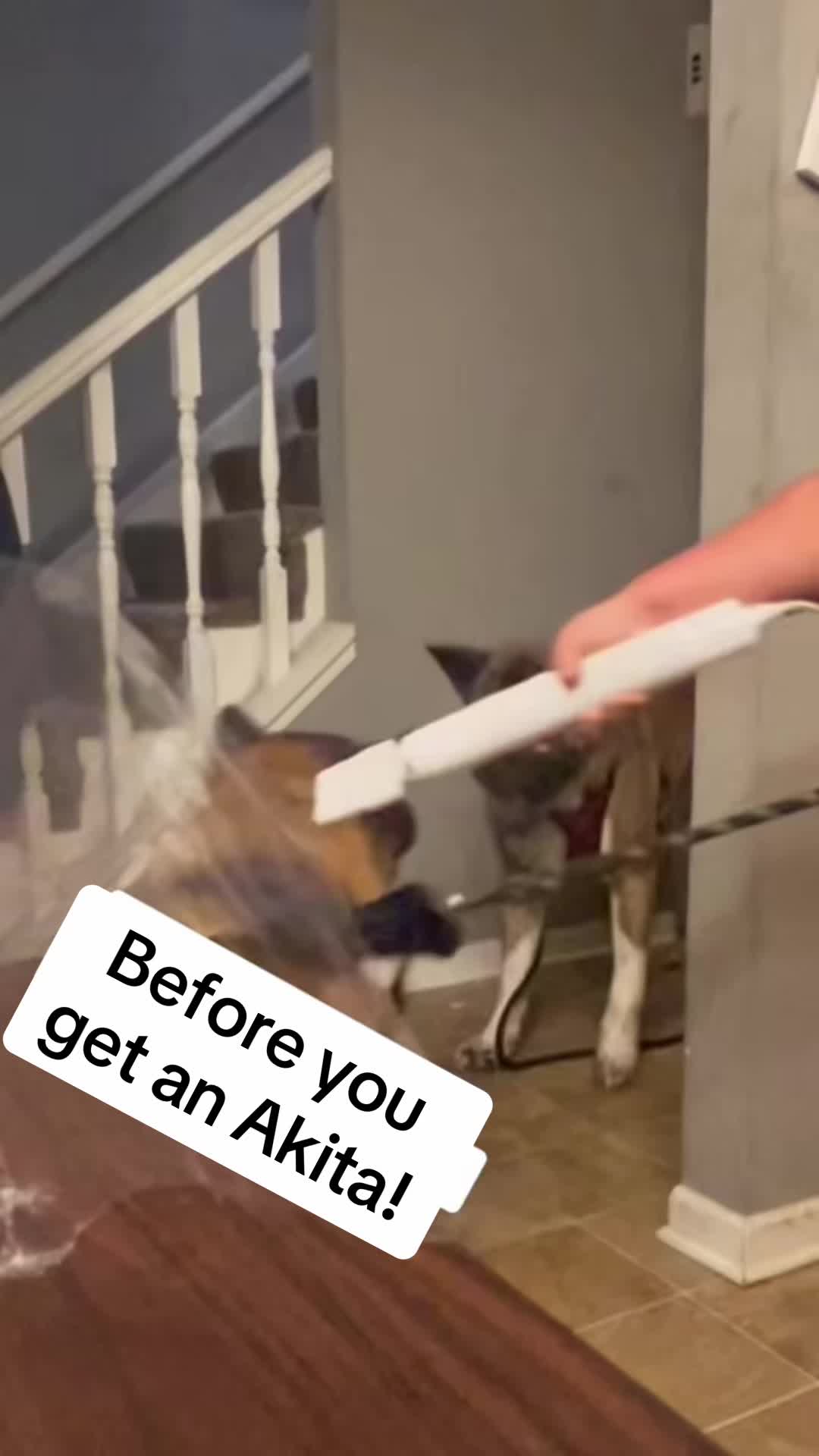 @Akita Brothers