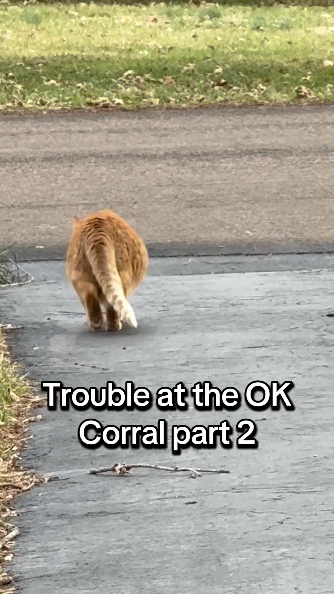@The Appalachian kitties