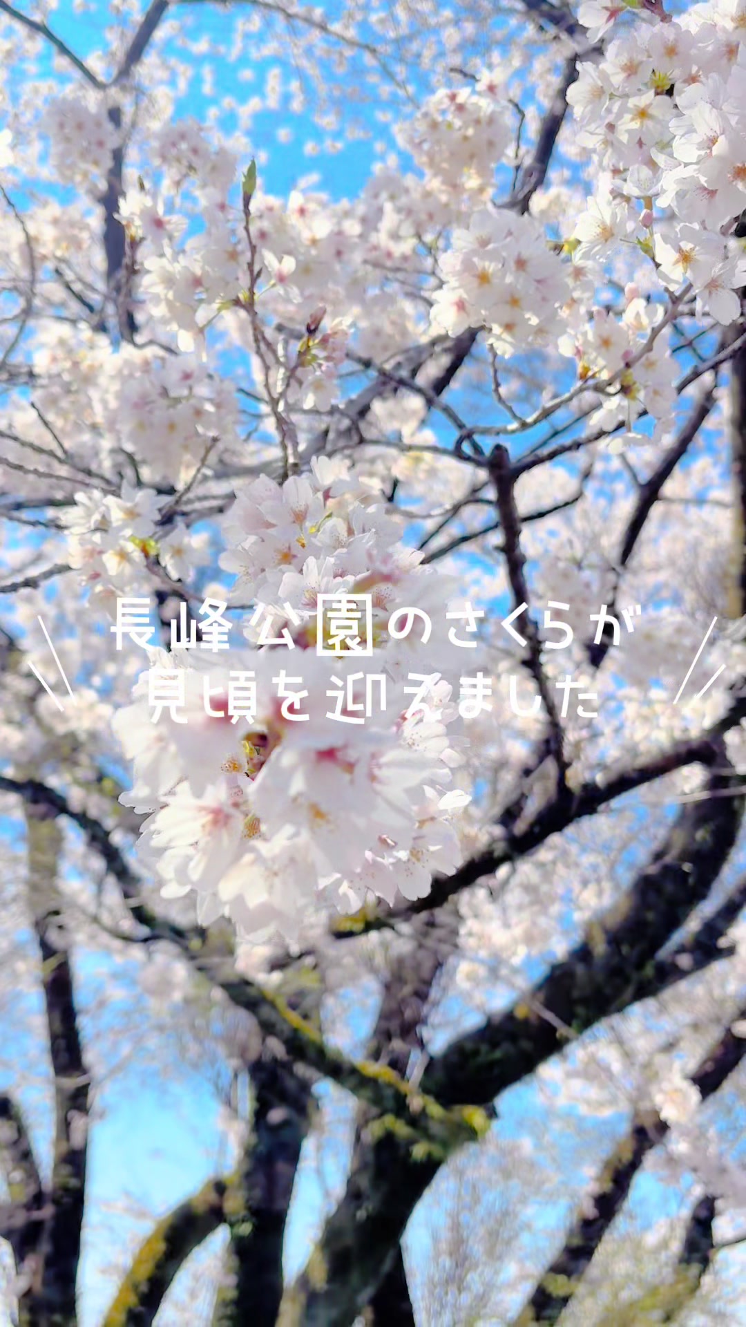 @矢板市