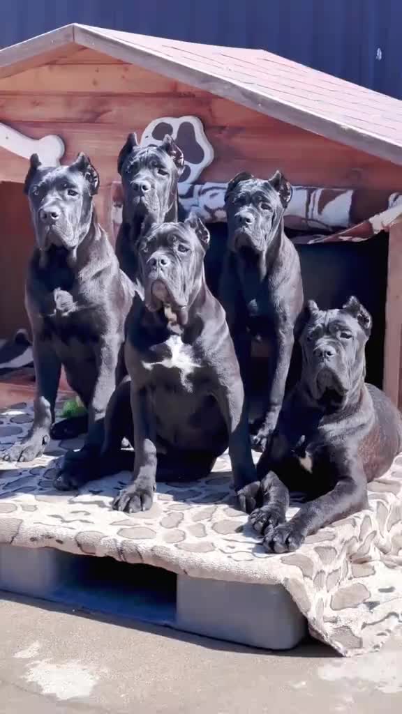 @Cane Corso For Adoption