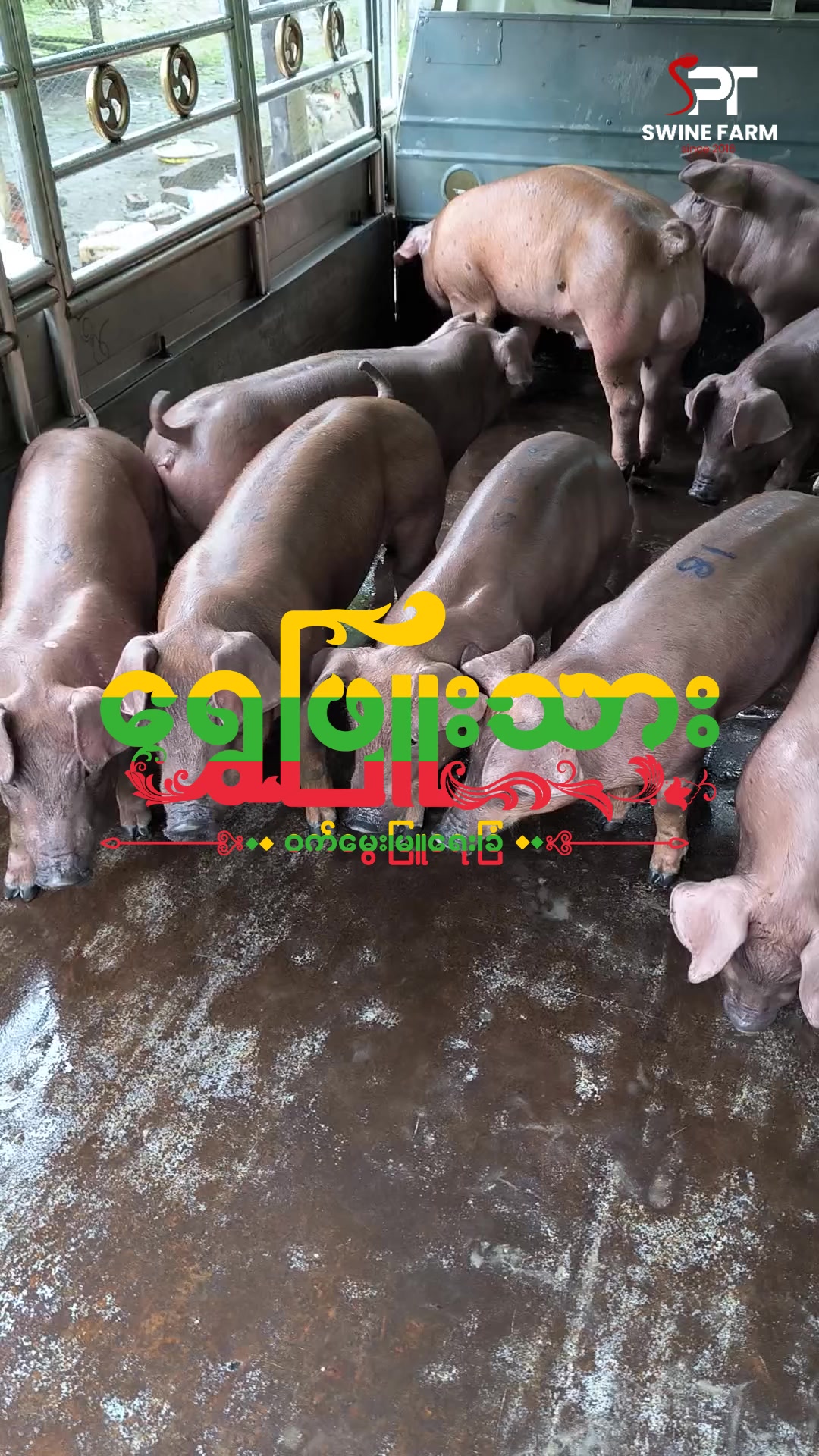 @"ရွှေဖြူးသား"၀က်မွေးမြူရေးခြံ