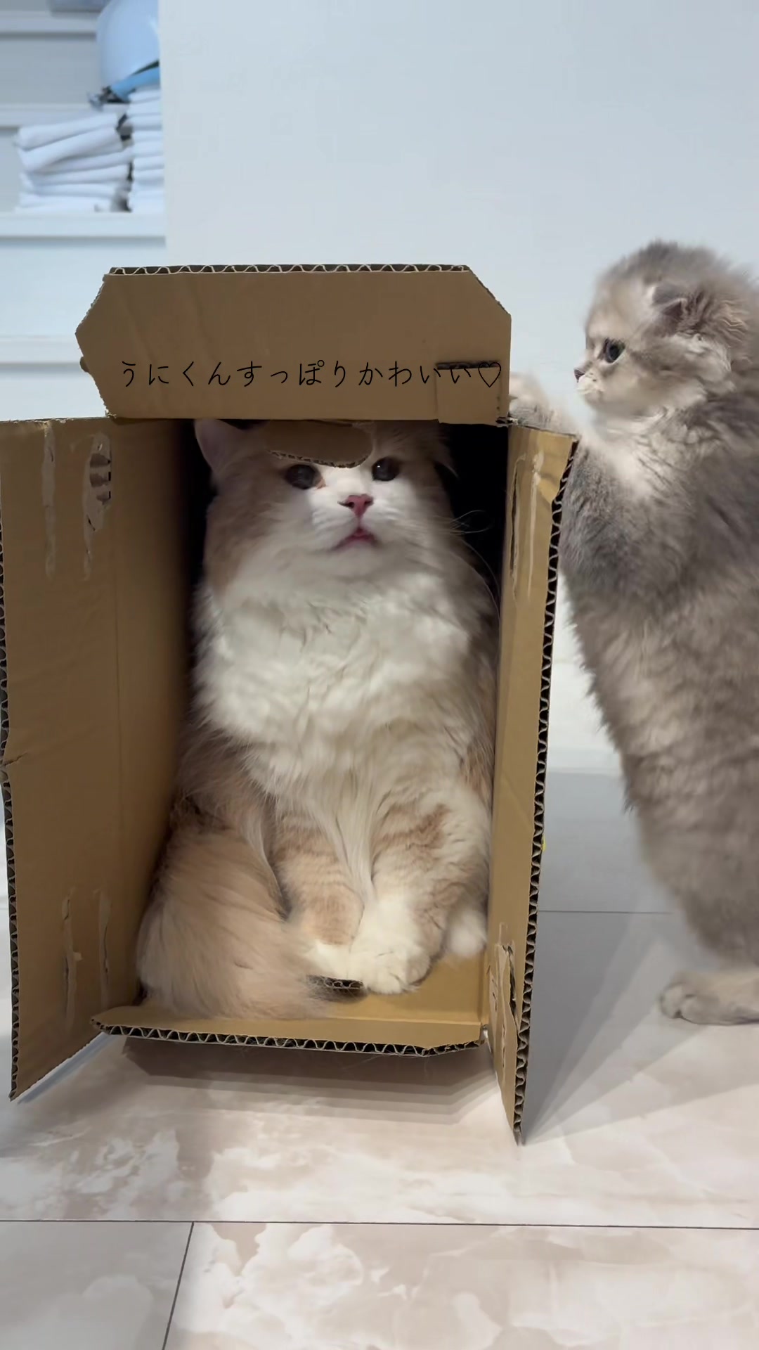 @うにくんとしらすちゃん