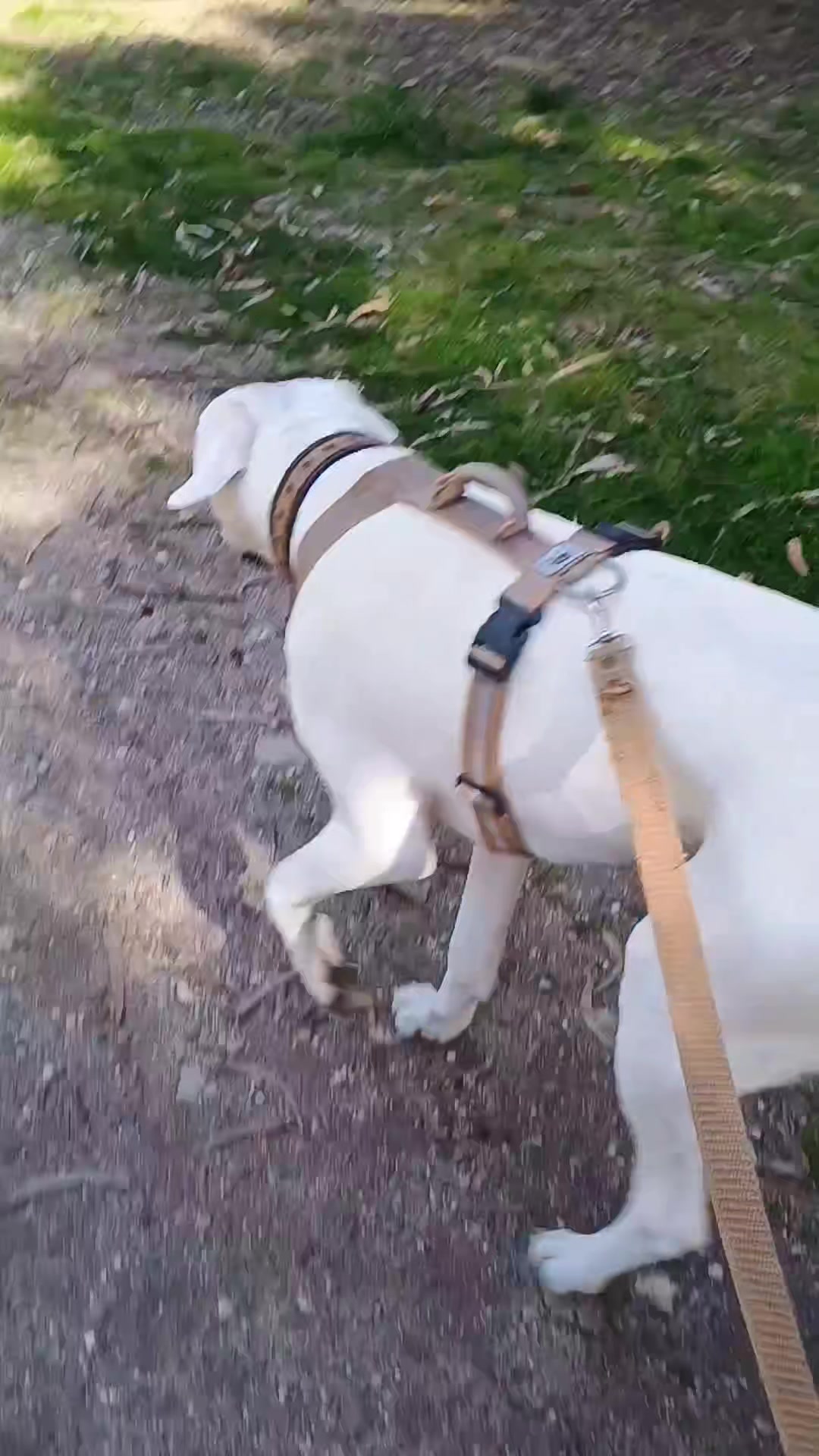 @Flor&Tango Dogo Argentino 🇦🇷
