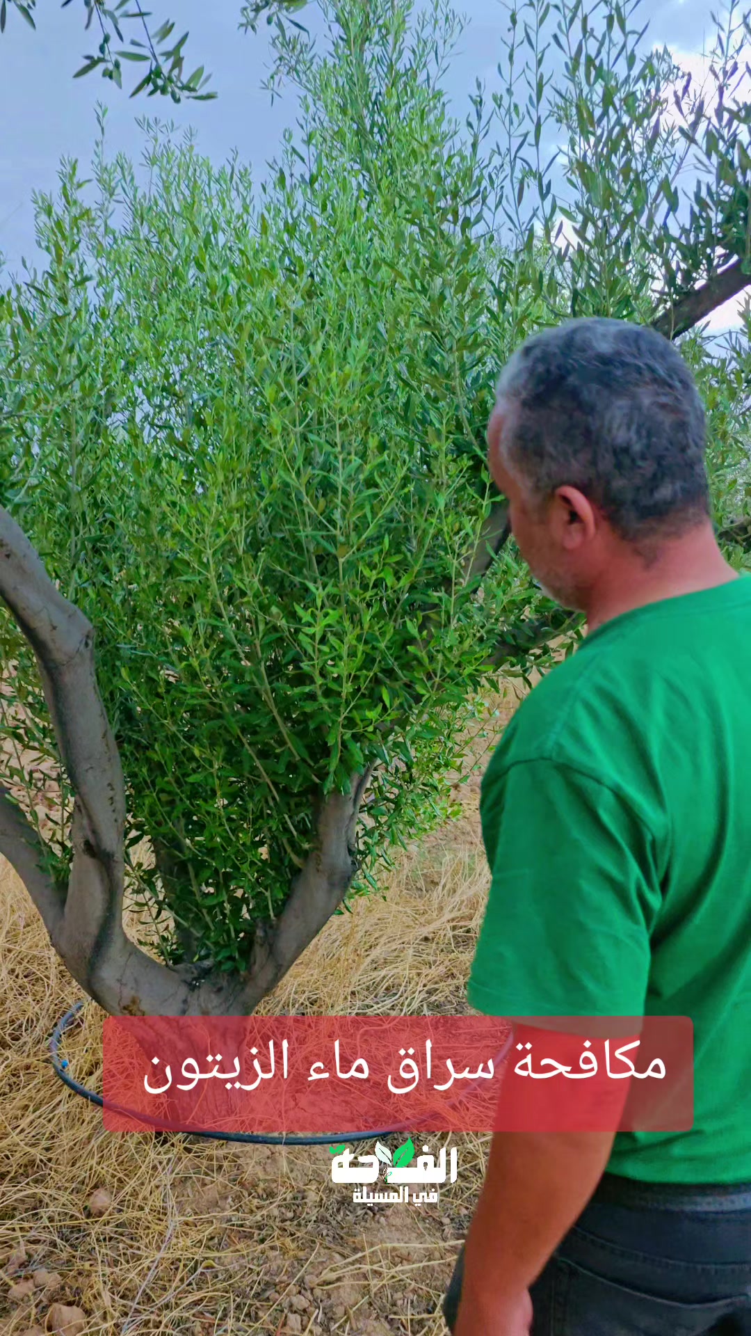 @الفلاحة في مسيلة