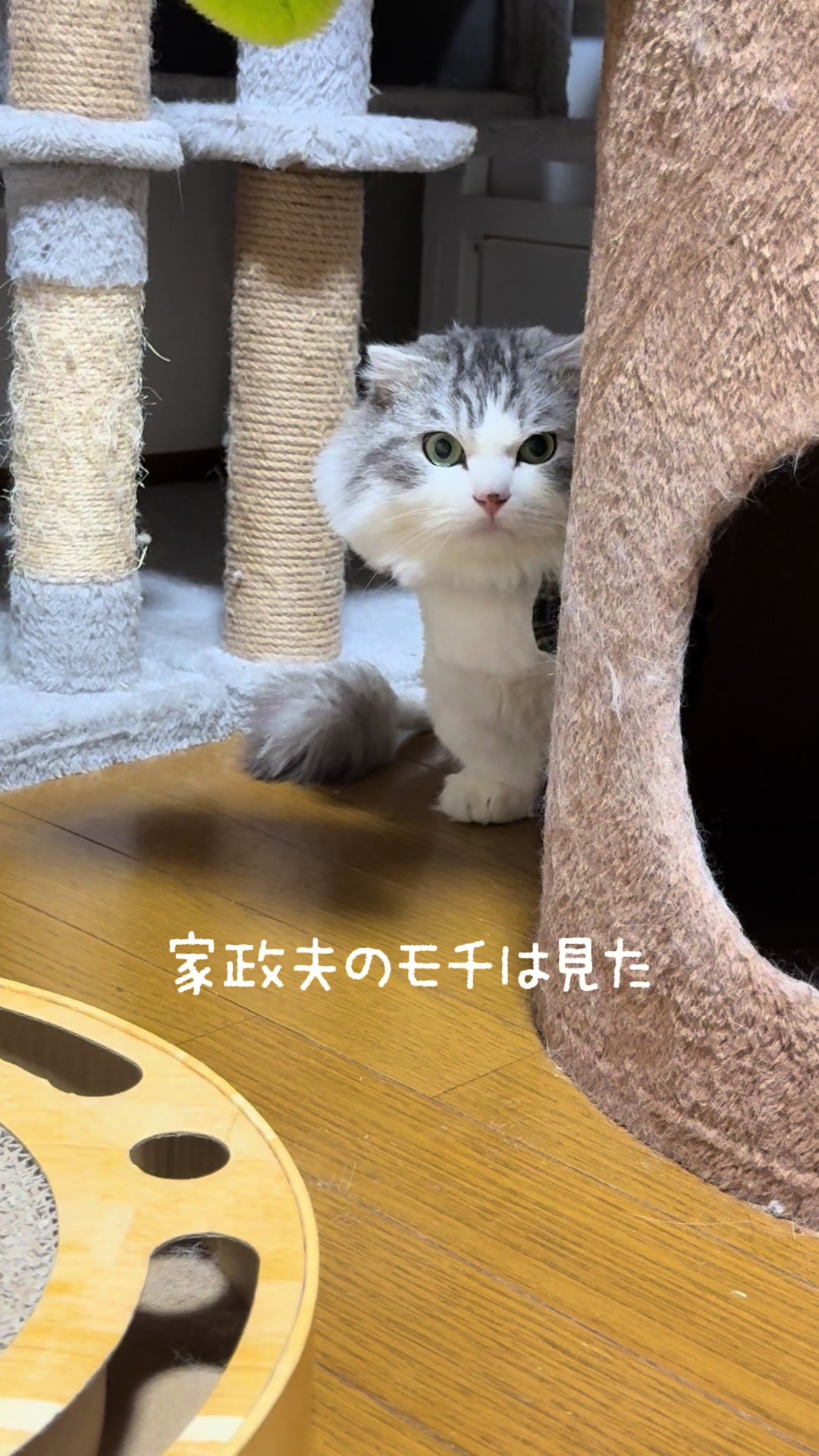 @ネコたまちゃんねる