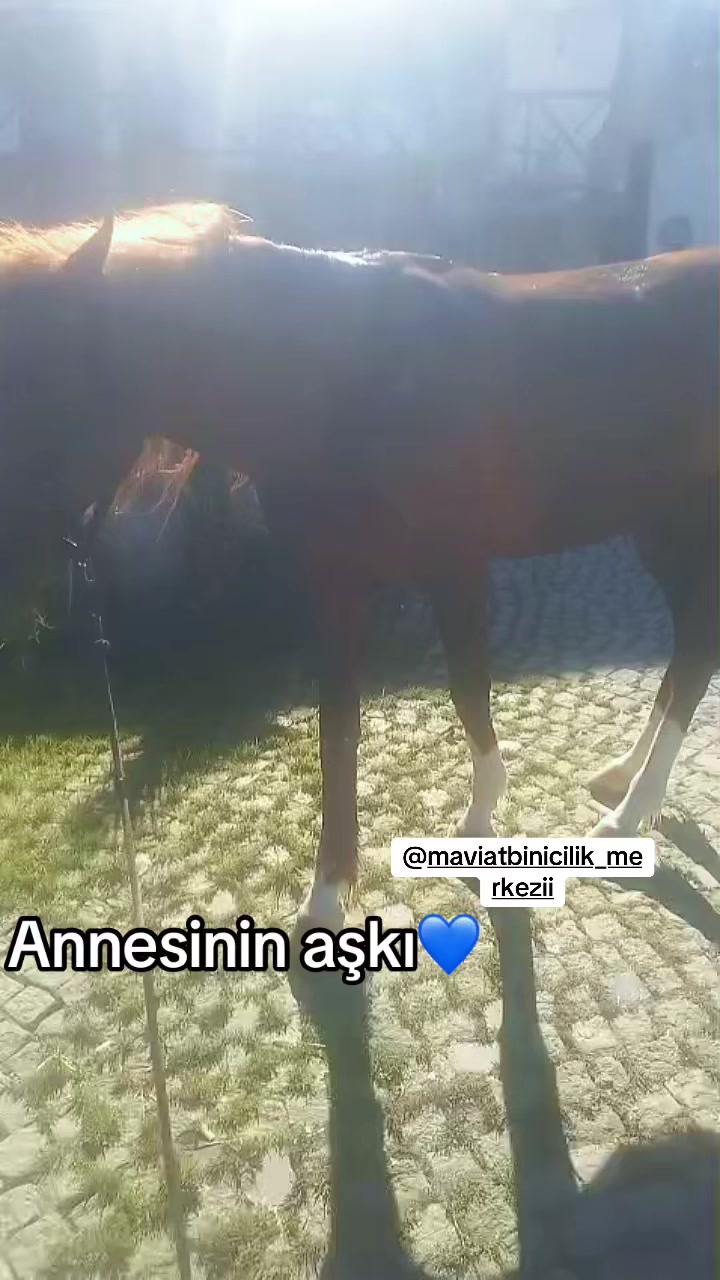 @AYSU BACEOĞLU