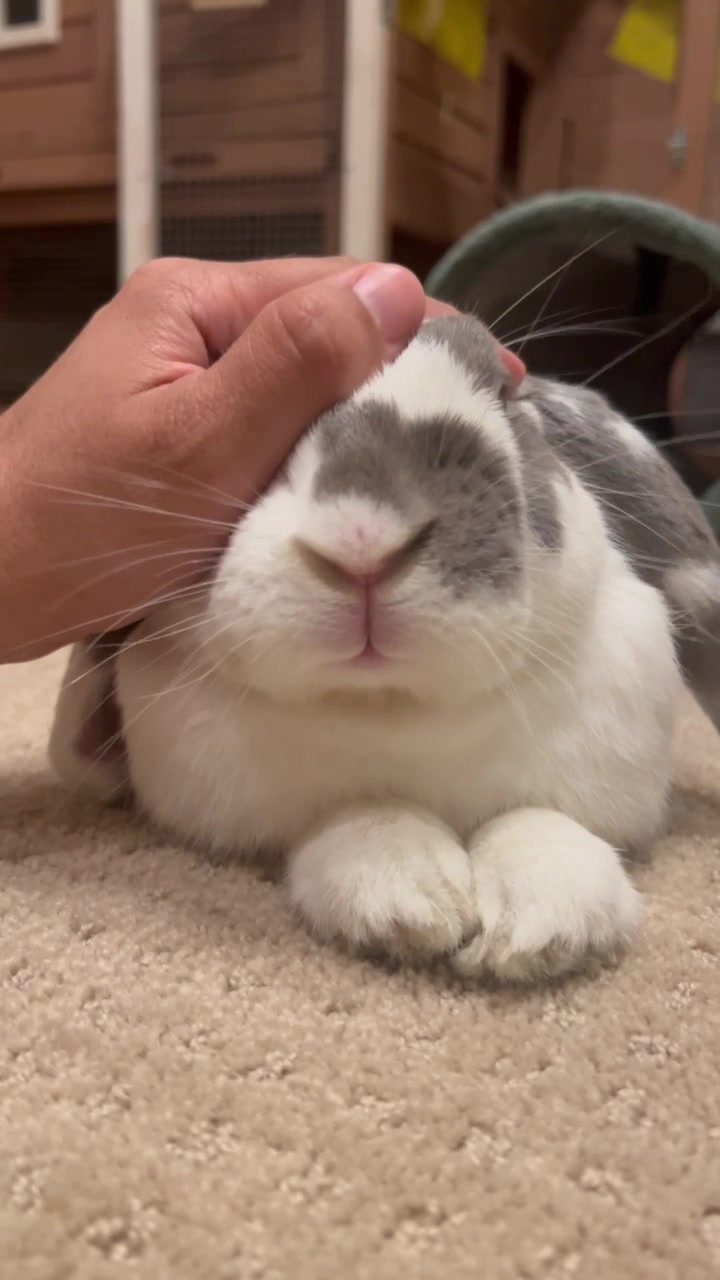 @Bini the Bunny