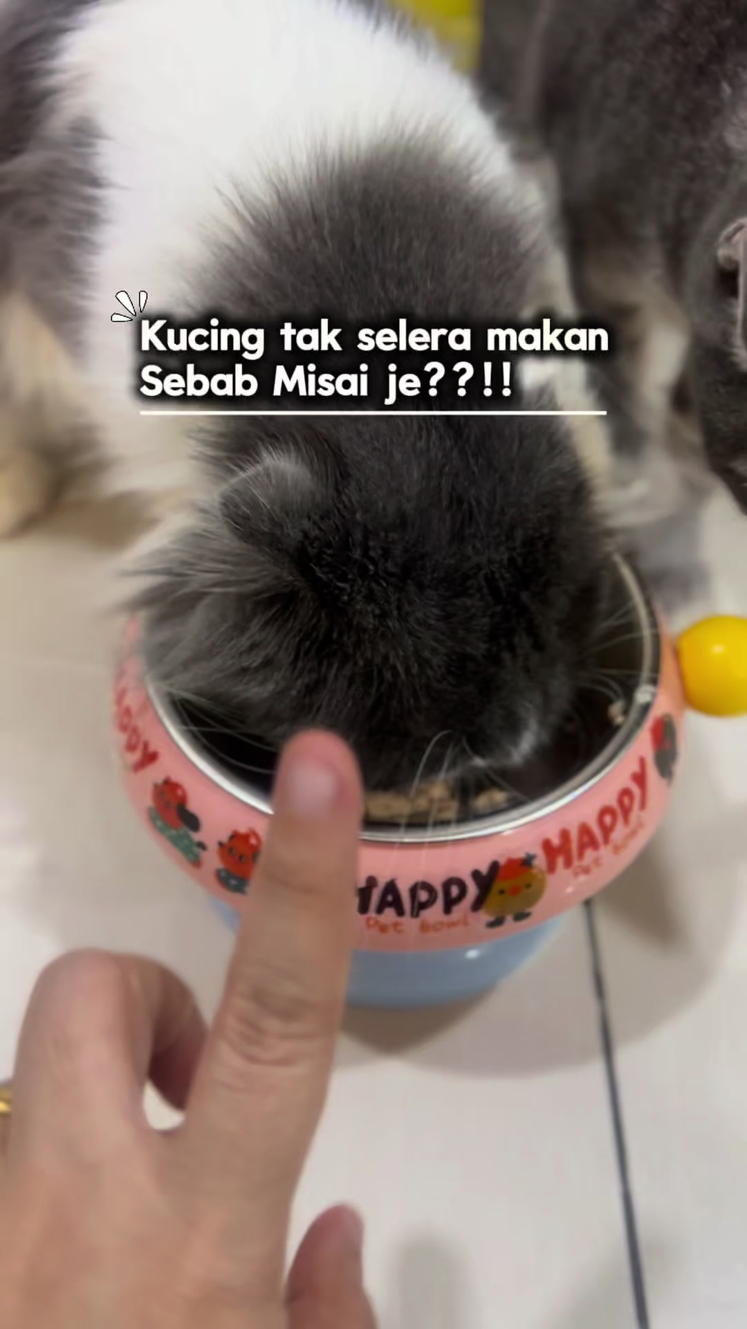 @Eibu Ainee | Cat Mom