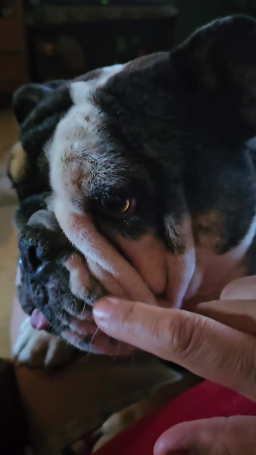 @Sonia&Rosieroo♥️🐾