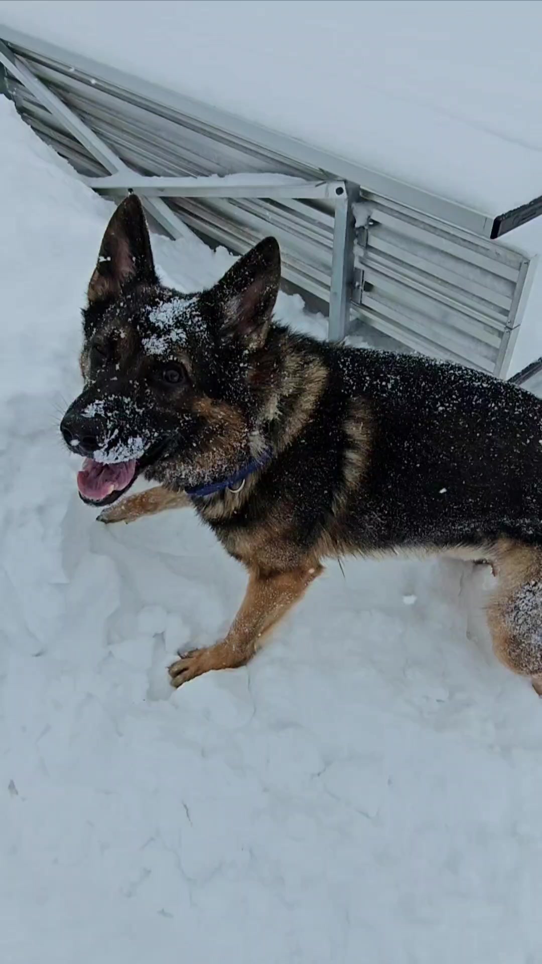 @K9 REECON & K9 GRITT