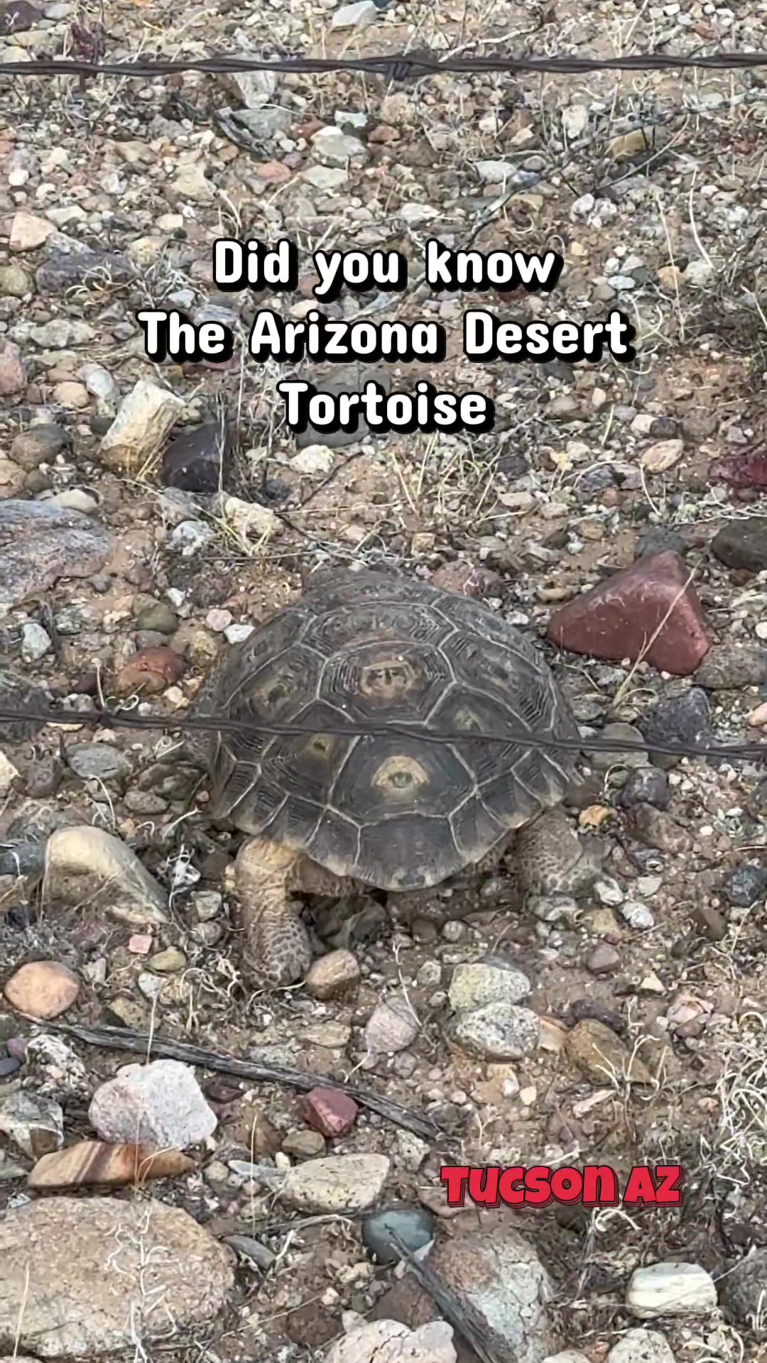 @Sundown In Sonoran