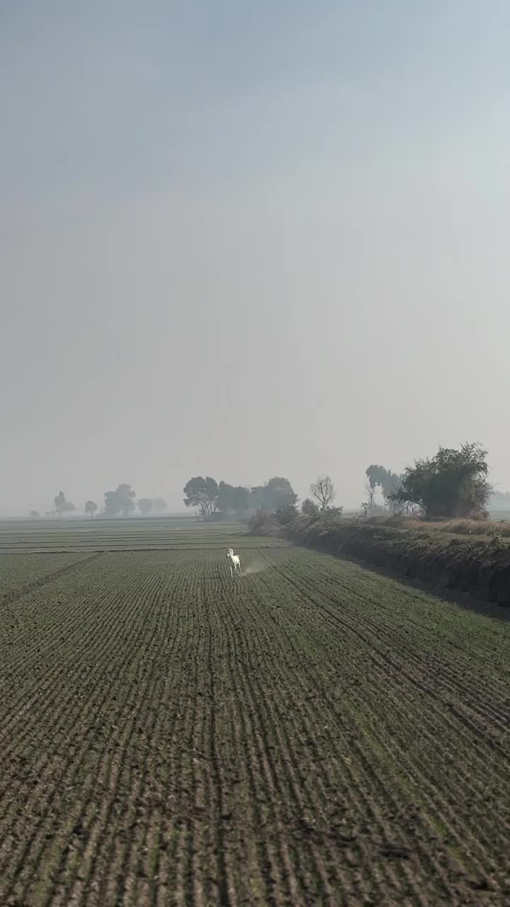 @ThunderGallops