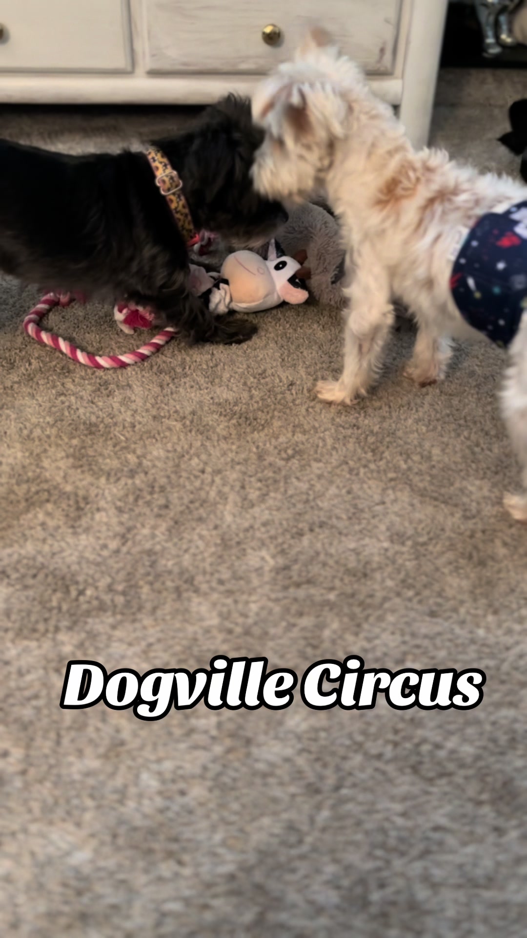 @Dogville | 8 Rescue Dogs 🐾