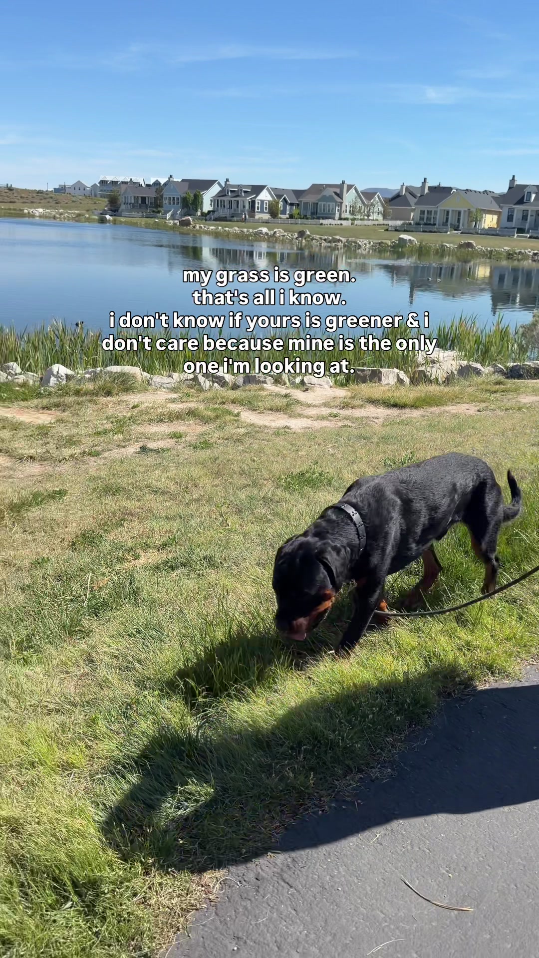 @Rex the Rottweiler