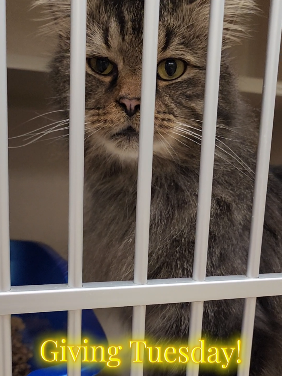 @Protectors of Animals CT
