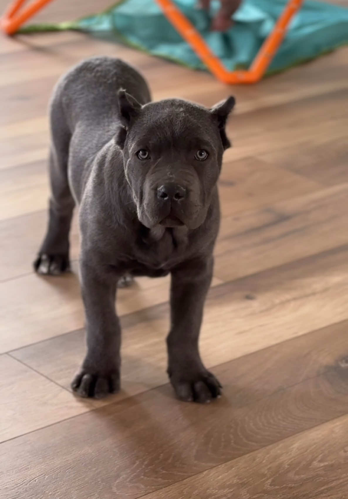 @americana_kennels