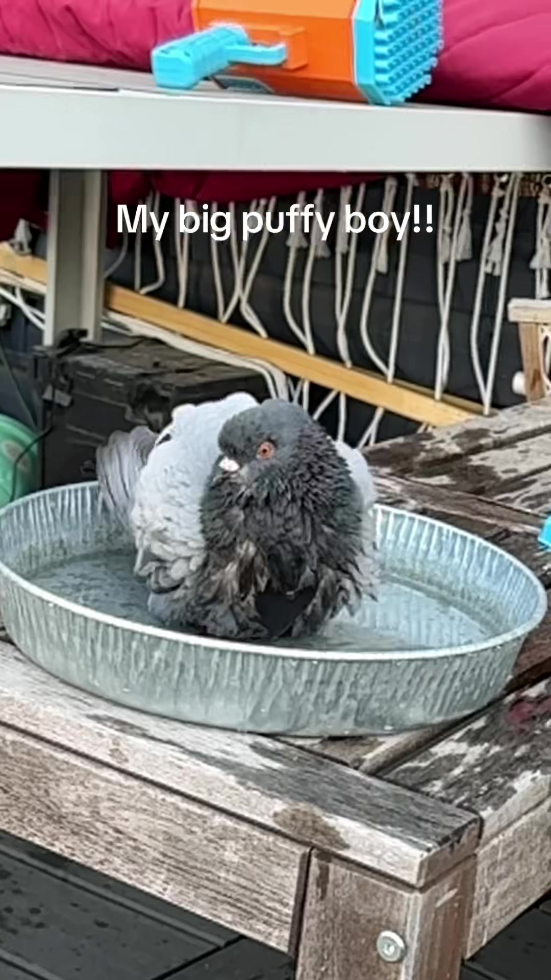 @Beebee The Pigeon