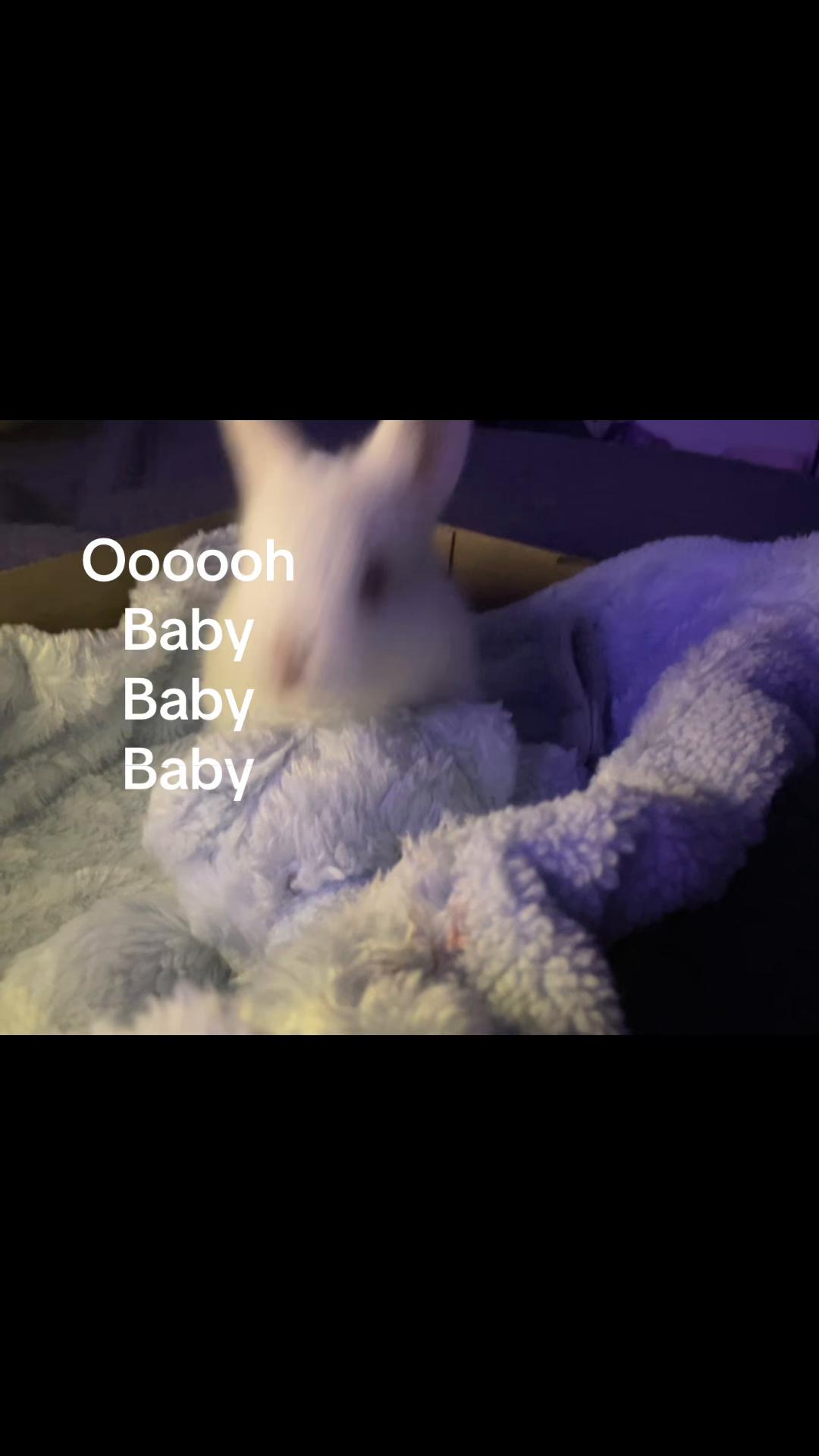 @🐰~𝓐𝓶𝓸𝓻𝓮~🐰