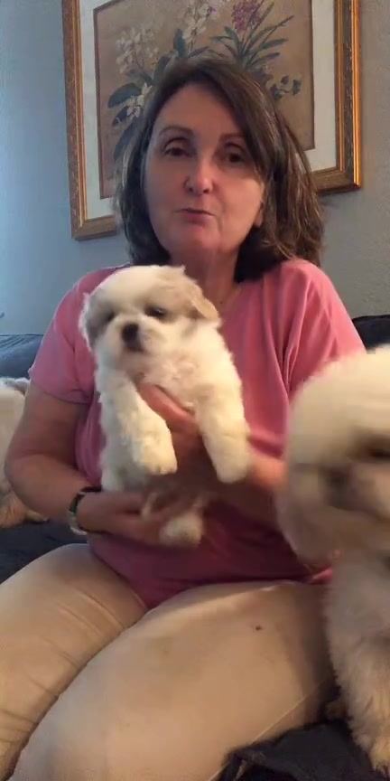 @Twilight Shih Tzu