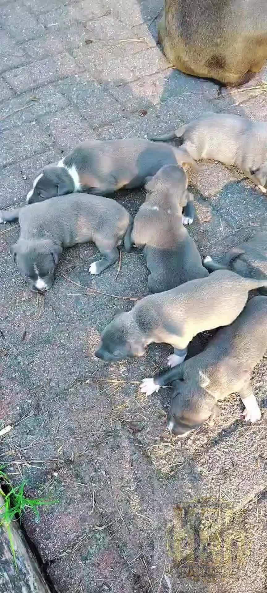 @HACHIKO LINE Bully Kennel